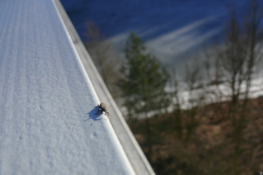 img00017.jpg