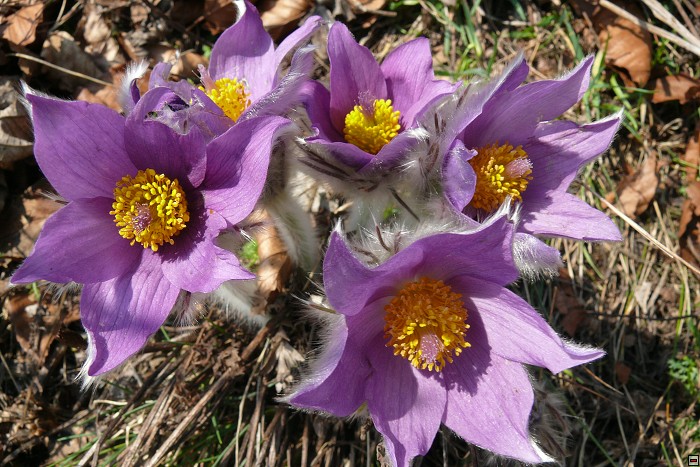 img00057.jpg